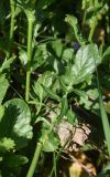 genus Barbarea. Часть побега и лист. Республика Адыгея, окраина пос. Каменномостский, ур. Бокши, луг. 2 мая 2025 г.