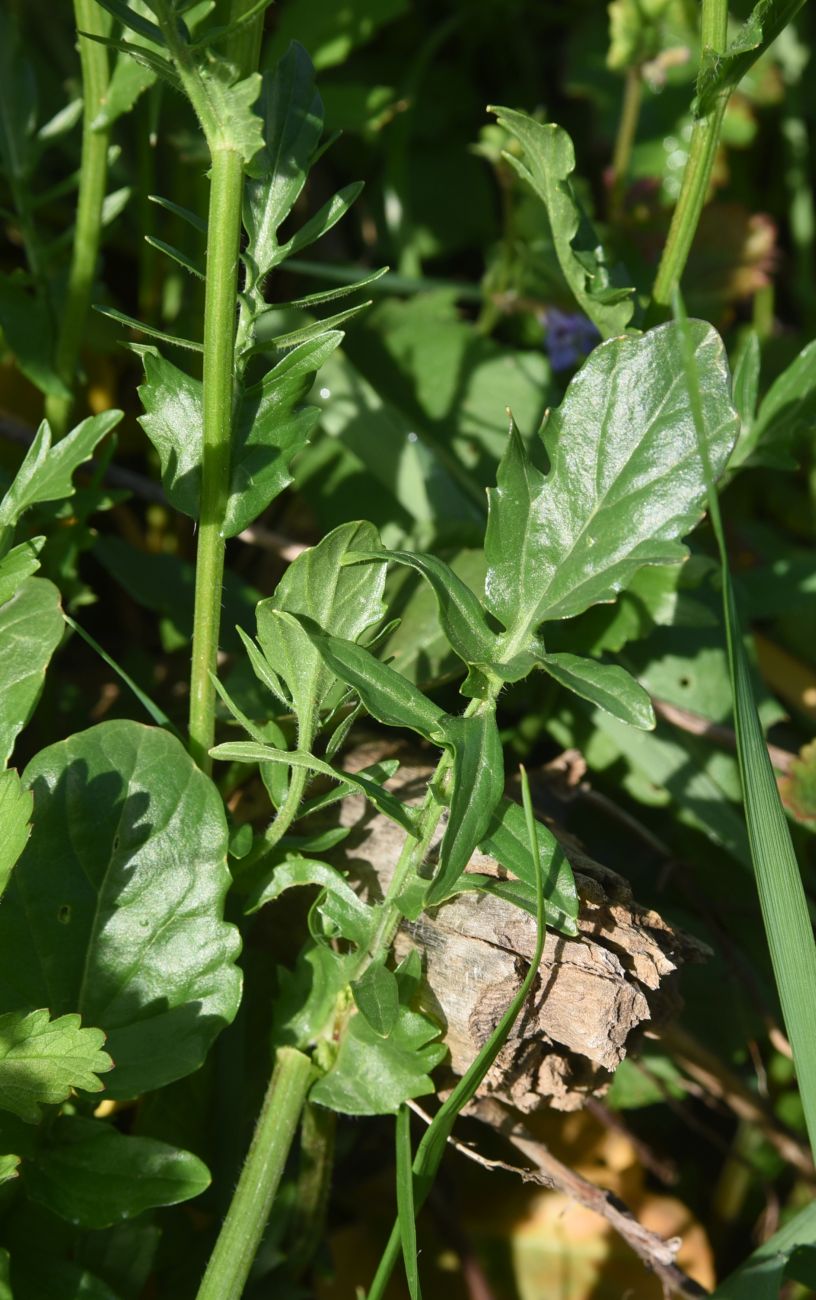 Image of genus Barbarea specimen.