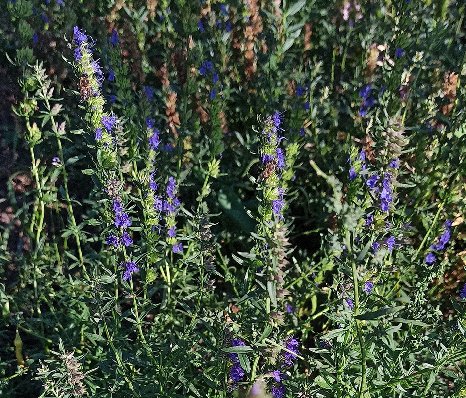 Image of Hyssopus officinalis specimen.