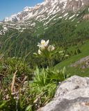 Anemonastrum fasciculatum. Цветущее растение. Адыгея, Кавказский биосферный запов., хр. Каменное Море, ≈ 2050 м н.у.м., в расщелине скалы. 13.06.2016.
