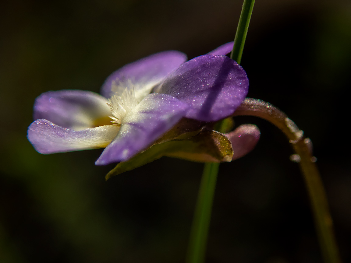 Image of Viola tricolor specimen.