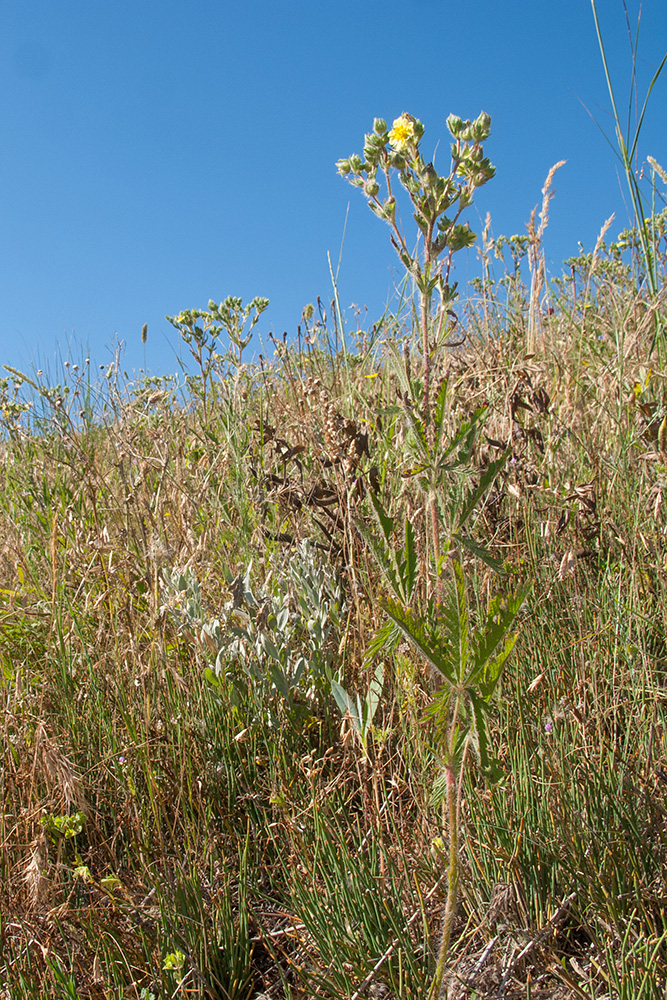 Image of Potentilla recta specimen.