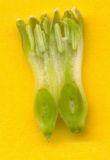 Image of taxon representative. Author is Наталія Кокар