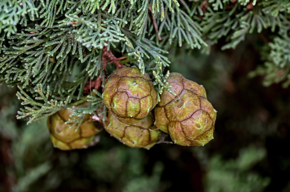 Image of Cupressus sempervirens specimen.