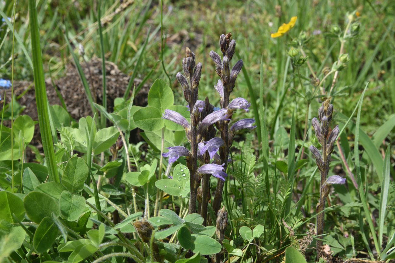 Изображение особи Phelipanche purpurea.