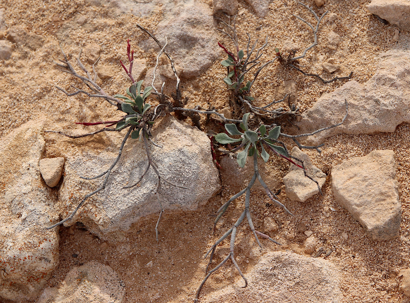 Изображение особи Limonium tubiflorum.