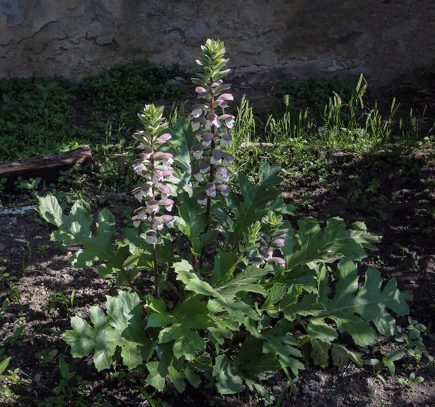 Изображение особи Acanthus mollis.