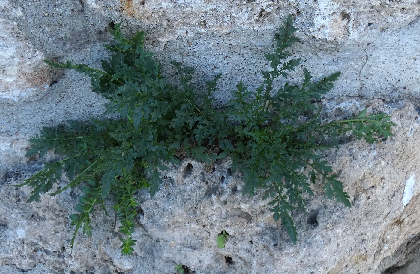 Изображение особи Scrophularia olympica.