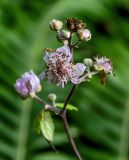 Изображение особи. Автор - Марина Скотникова