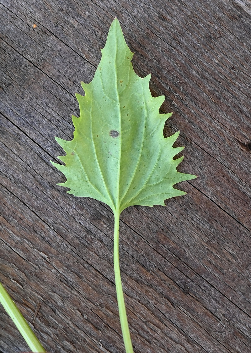 Image of genus Atriplex specimen.