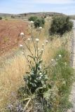 genus Centaurea. Растение с развивающимся (?) соцветием. Турция, ил Мардин, окр. деревни Анытлы (Хах), выс. ок. 950 м н.у.м., обочина дороги. 26 мая 2025 г.