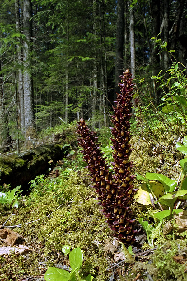 Image of Boschniakia rossica specimen.