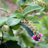 Symphoricarpos albus variety laevigatus. Верхушка побега с соцветием и завязавшимися плодами. Челябинская обл., г. Челябинск, ботсад ЧелГУ. 08.08.2022.