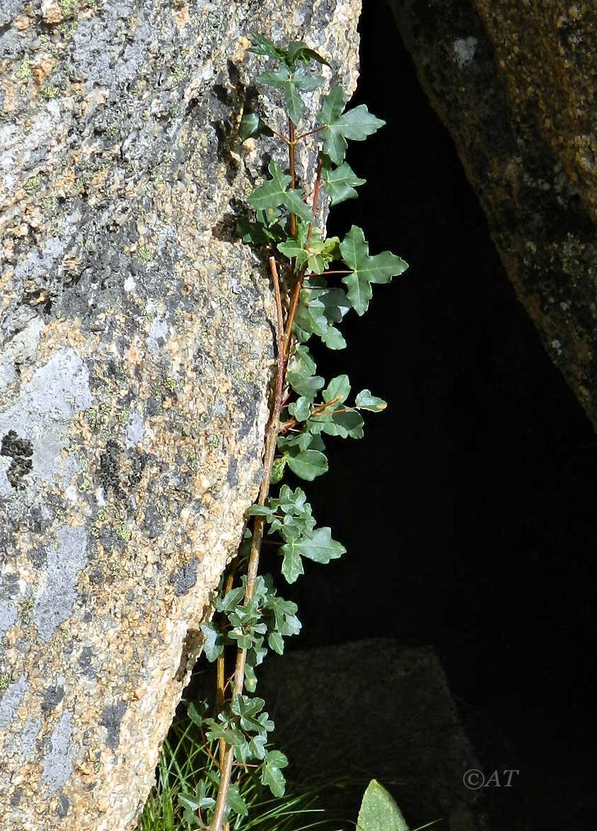 Изображение особи Acer monspessulanum.