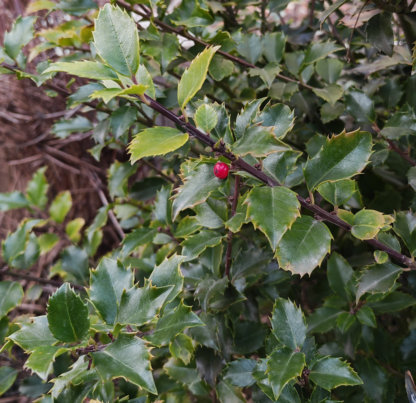 Изображение особи Ilex × meserveae.