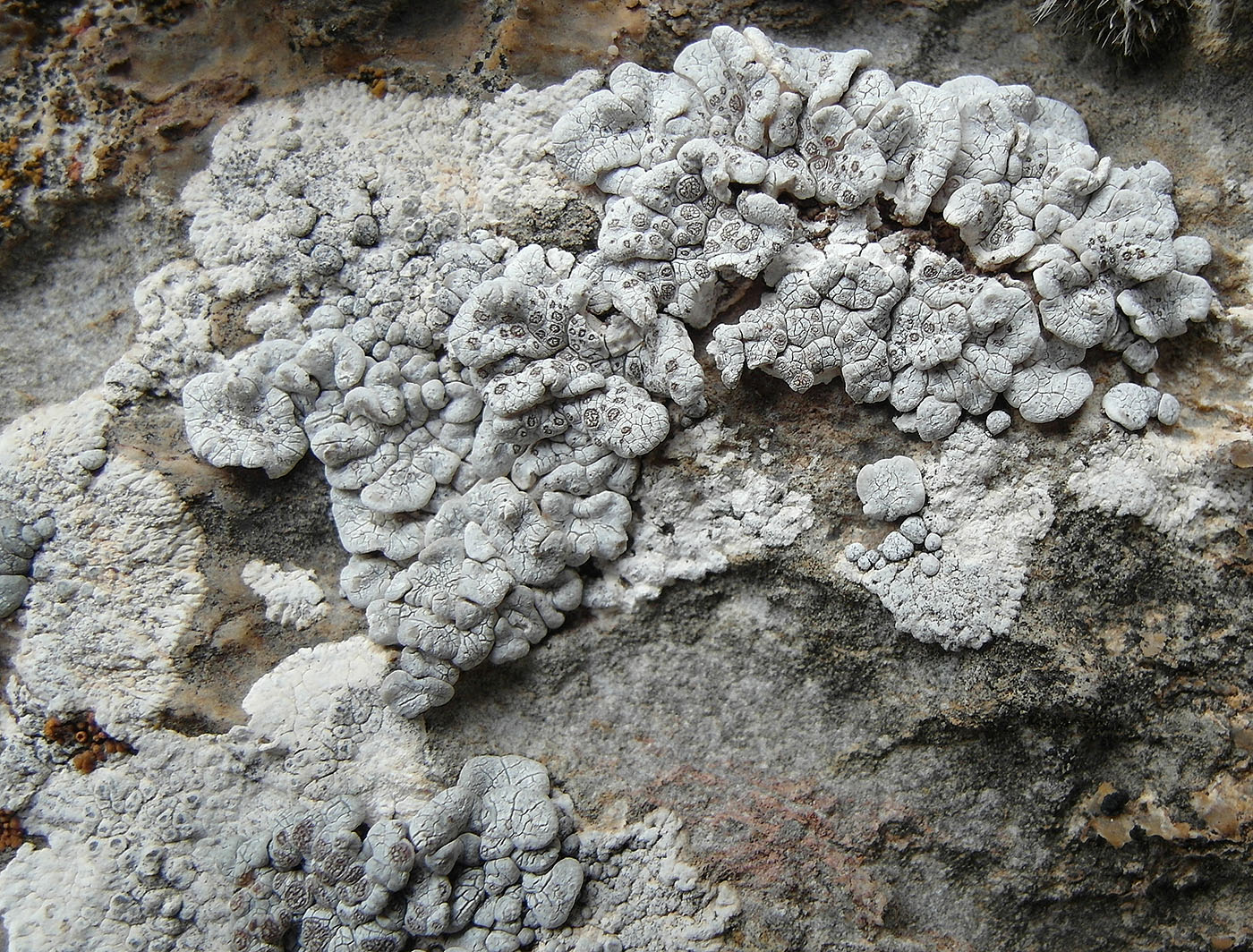 Изображение особи Glypholecia scabra.