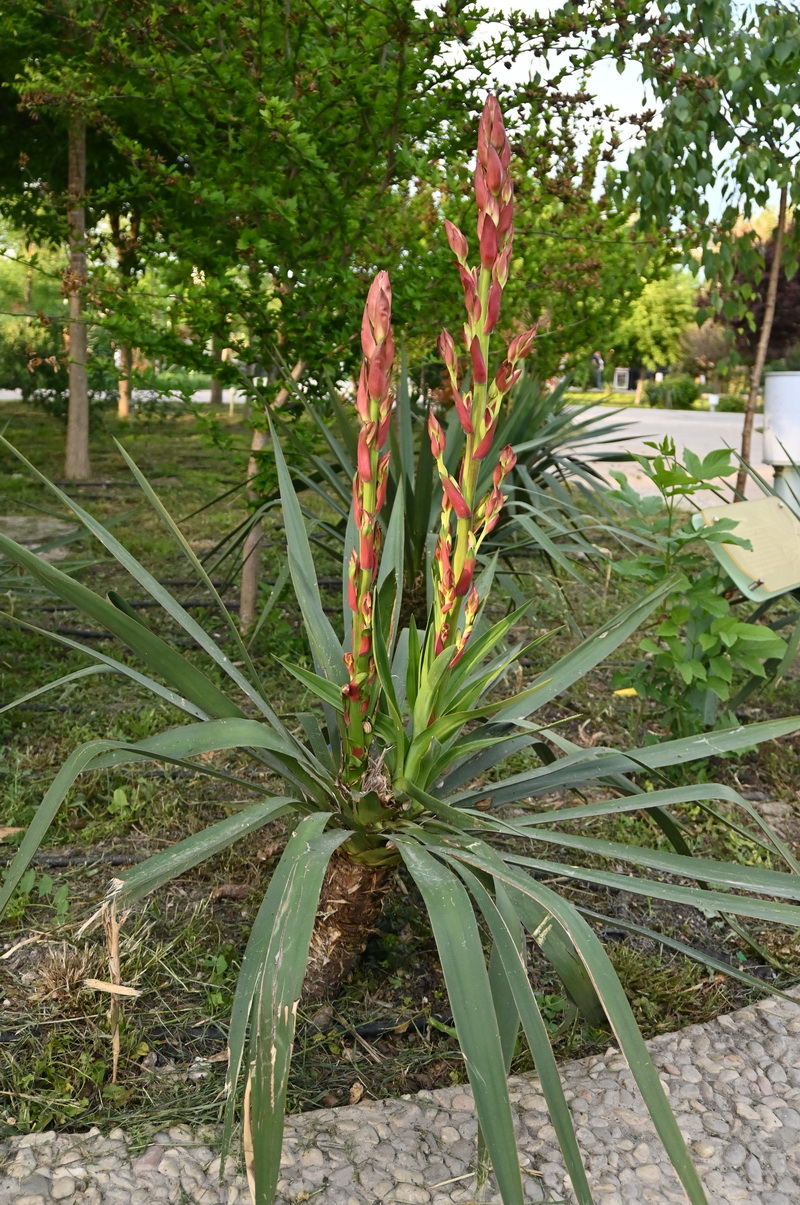 Изображение особи род Yucca.