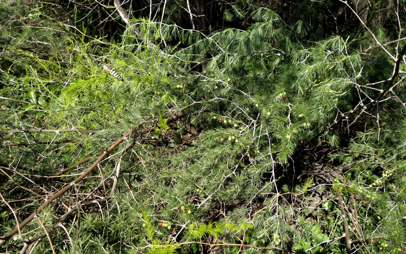 Изображение особи Asparagus laricinus.