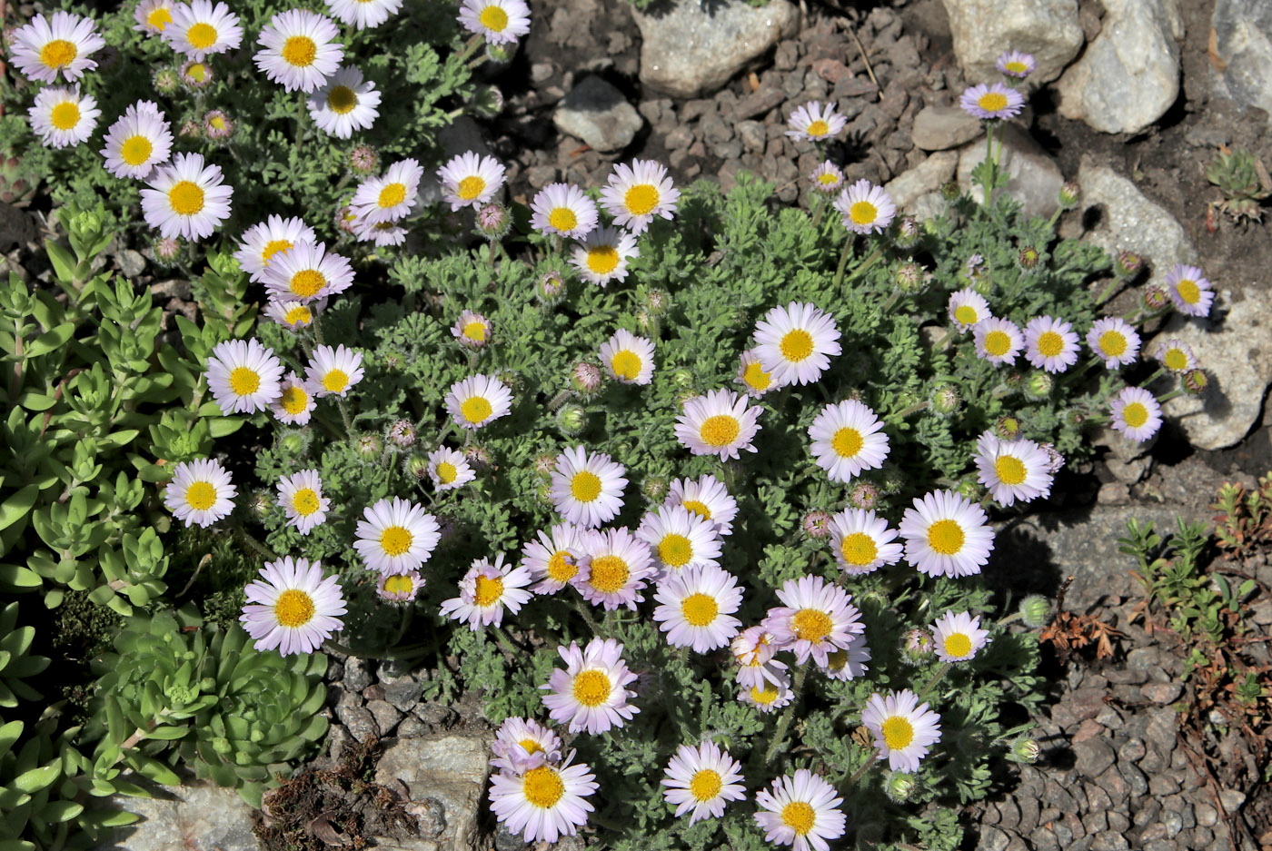Image of Erigeron vagus specimen.