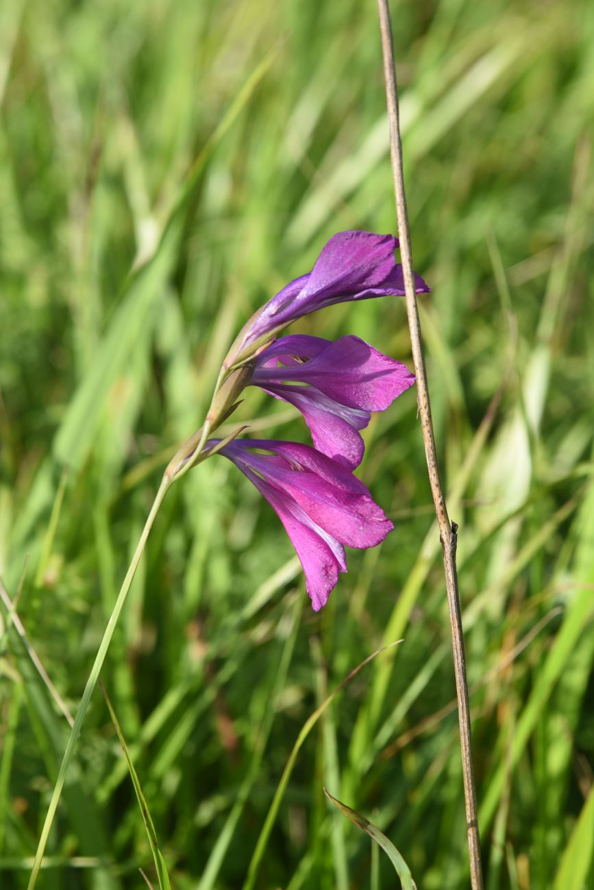 Изображение особи Gladiolus tenuis.
