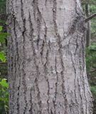 Populus grandidentata. Часть ствола. Канада, пров. Новая Шотландия, муниципалитет Галифакс. 01.09.2016.