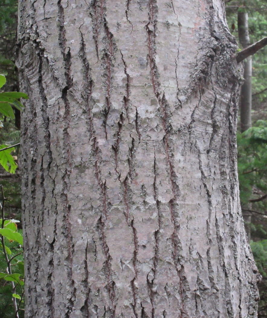 Image of Populus grandidentata specimen.