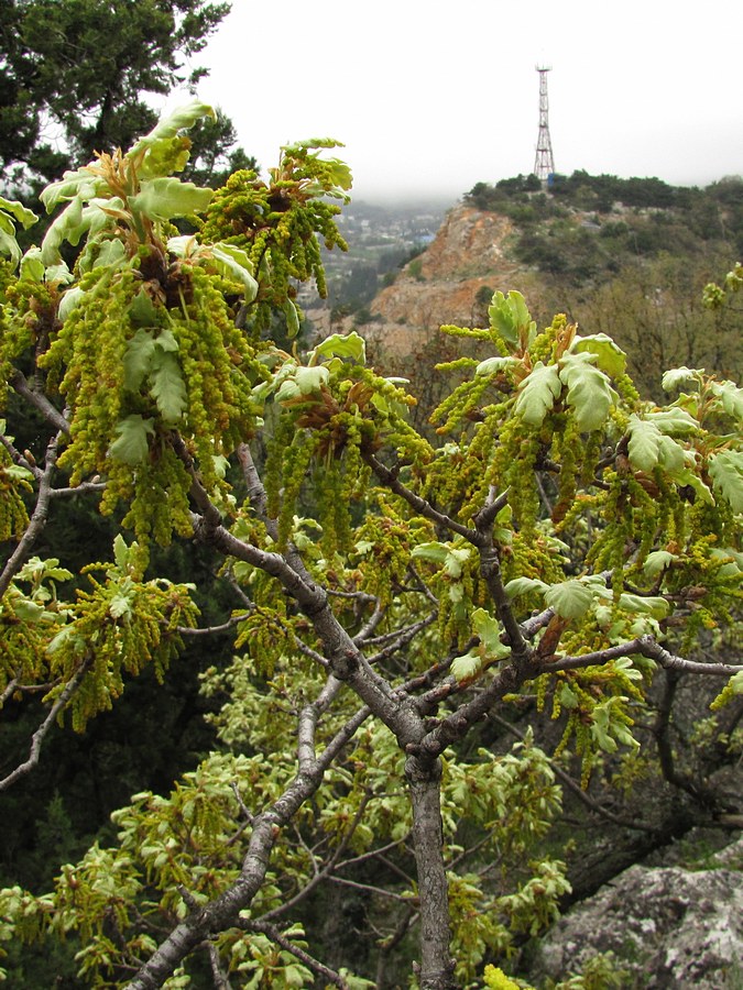 Изображение особи Quercus pubescens.