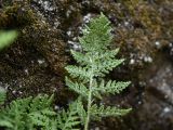 отдел Polypodiophyta. Часть вайи (вид на абаксиальную поверхность). Карелия, г. Петрозаводск, территория \"Вулкан Лой\", в расщелине отвесной скалы. 07.06.2026.
