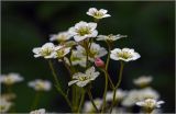 Saxifraga × arendsii. Цветки и бутон. Московская обл., Раменский р-н, окр. дер. Хрипань, садовый участок. 24.05.2026.