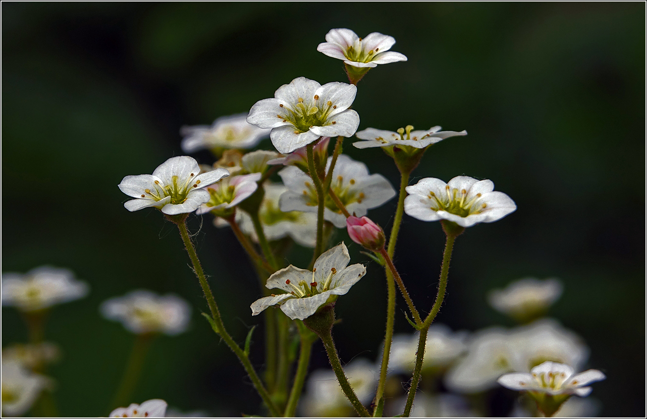 Изображение особи Saxifraga × arendsii.