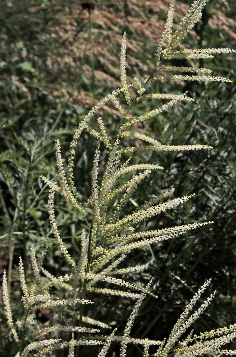 Image of Aruncus sylvestris specimen.