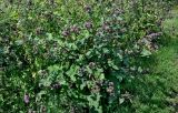 Смотреть изображение Arctium minus