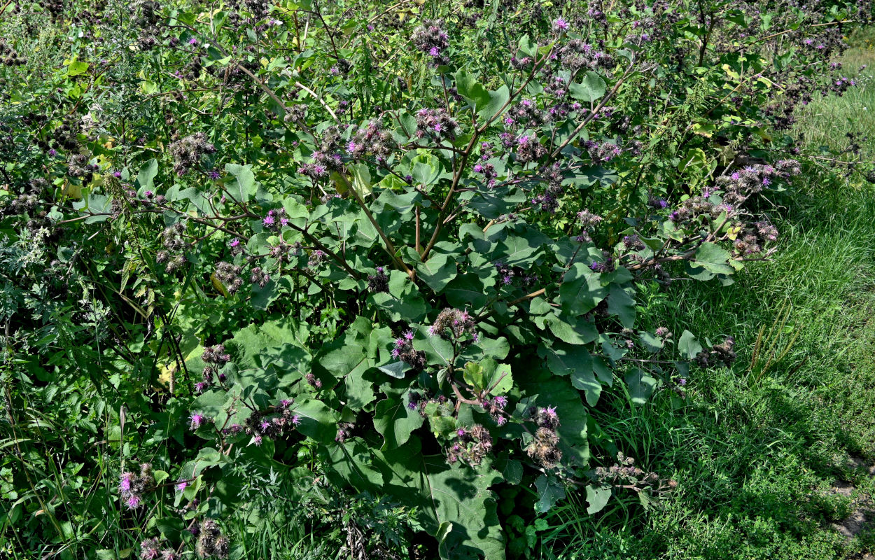 Изображение особи Arctium minus.
