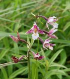 Epipactis palustris