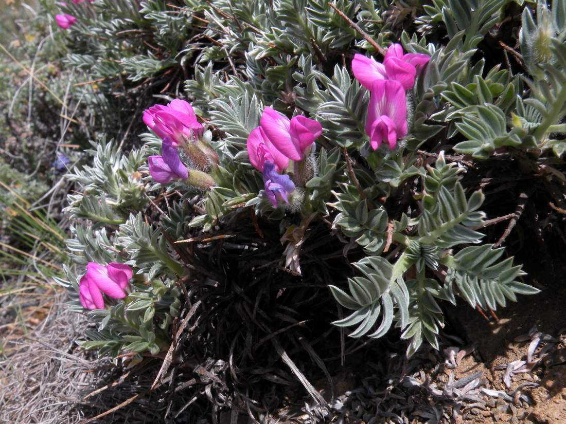 Изображение особи Oxytropis tragacanthoides.