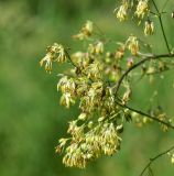 unknown species. Часть соцветия. Турция, ил Артвин, окр. храма Отхта, луг. 13 июня 2026 г.
