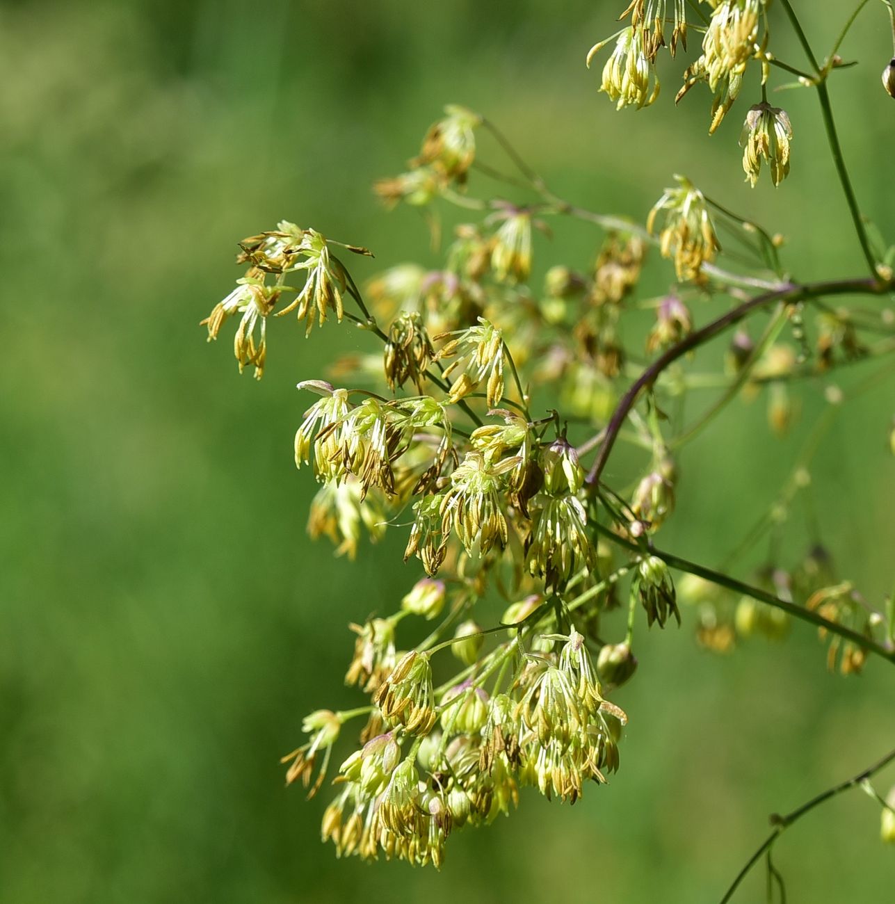 Image of Thalictrum simplex specimen.