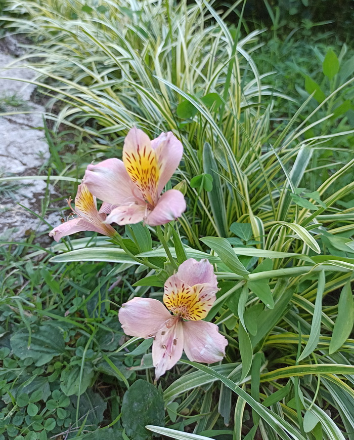 Image of genus Alstroemeria specimen.
