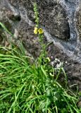 Verbascum virgatum. Верхушка цветущего растения. Португалия, Азорские о-ва, о-в Сан-Мигел, р-н Ашада, у стены дома. 12.08.2025.
