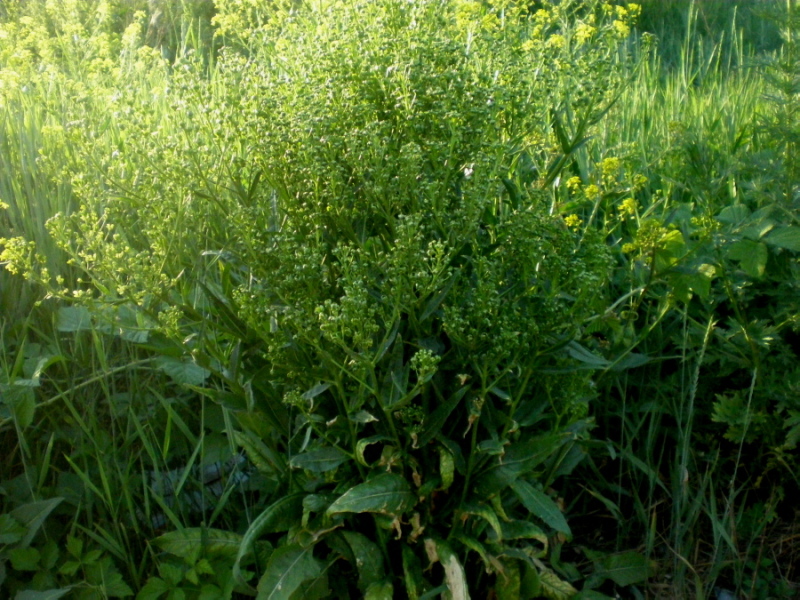Image of Bunias orientalis specimen.