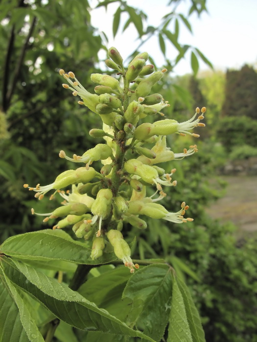 Изображение особи Aesculus glabra.