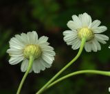 Pyrethrum poteriifolium