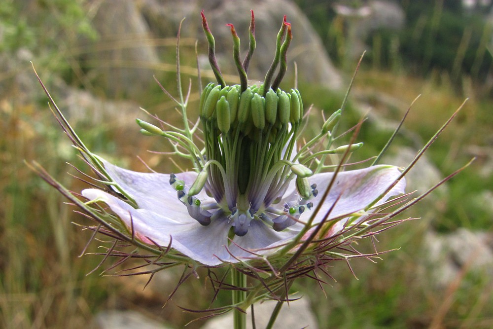 Image of Nigella elata specimen.