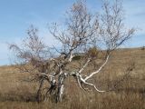 Betula pendula