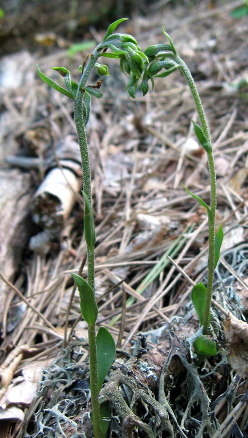 Изображение особи Epipactis microphylla.