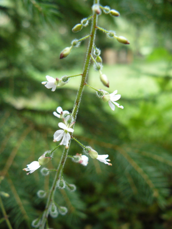 Image of Circaea lutetiana specimen.