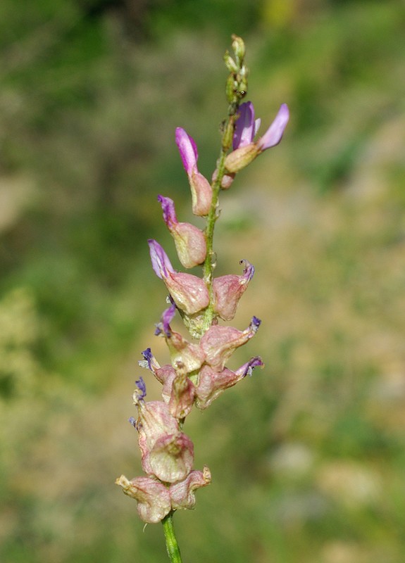 Изображение особи Astragalus schrenkianus.