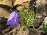 Campanula kladniana. Цветущее и плодоносящее растение. Украина, Закарпатская обл., Раховский р-н. 27 августа 2008 г.