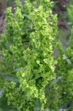 Rumex stenophyllus. Соплодие. Восточный Крым, окр. пос. Приморский. 4 сентября 2011 г.