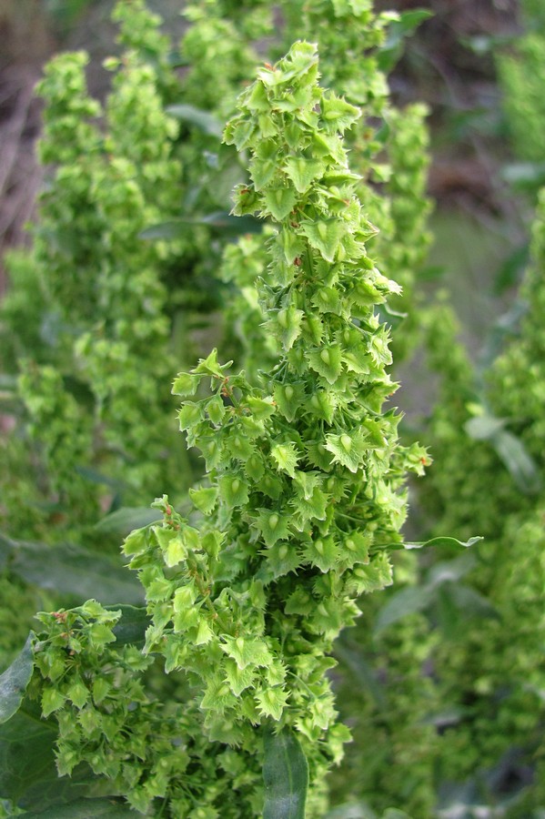 Изображение особи Rumex stenophyllus.